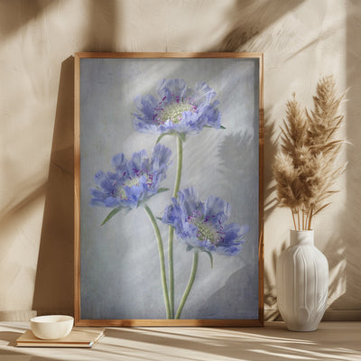 Scabiosa - Stretched Canvas, Poster or Fine Art Print I Heart Wall Art