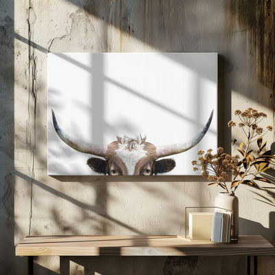 Peeking Longhorn Cow - Stretched Canvas, Poster or Fine Art Print I Heart Wall Art