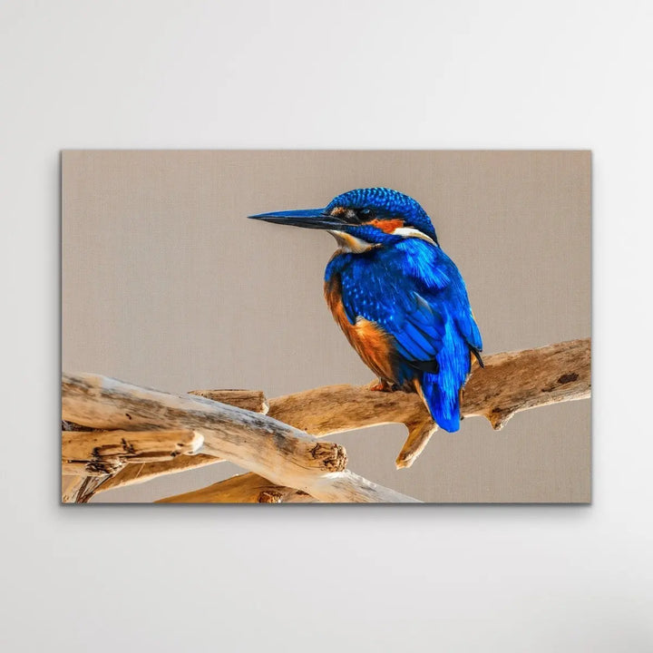 A2 Sacred Kingfisher Print sold - Australian Bird Print - Australian Prints - A2 Prints