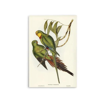 Black-tailed Parakeet (Polytelis melanura) illustrated by Elizabeth Gould (18041841) - Stretched Canvas Print or Framed Fine Art Print - Artwork - I Heart Wall Art - Poster Print, Canvas Print or Framed Art Print