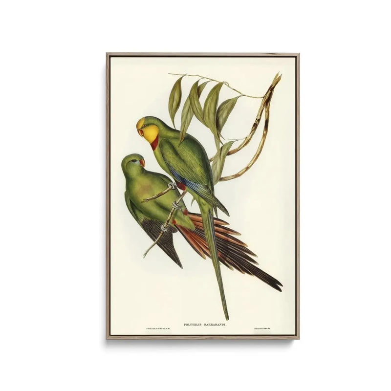 Black-tailed Parakeet (Polytelis melanura) illustrated by Elizabeth Gould (18041841) - Stretched Canvas Print or Framed Fine Art Print - Artwork - I Heart Wall Art - Poster Print, Canvas Print or Framed Art Print