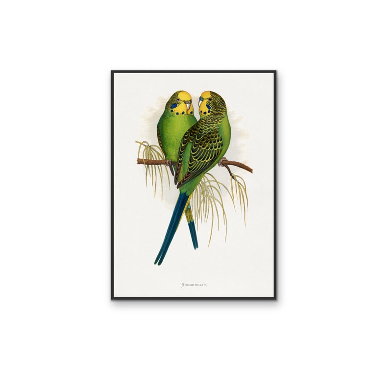 Budgerigar by Alexander Francis Lydon - Green Bird Art, Stretched Canvas, Wall Art Print I Heart Wall Art Australia