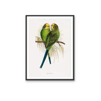 Budgerigar by Alexander Francis Lydon - Green Bird Art, Stretched Canvas, Wall Art Print I Heart Wall Art Australia