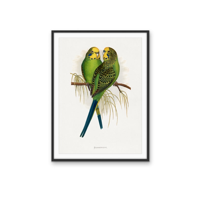 Budgerigar by Alexander Francis Lydon - Green Bird Art, Stretched Canvas, Wall Art Print I Heart Wall Art Australia