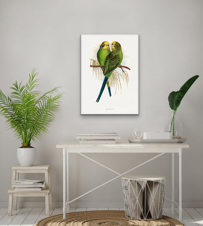 Budgerigar by Alexander Francis Lydon - Green Bird Art, Stretched Canvas, Wall Art Print I Heart Wall Art Australia