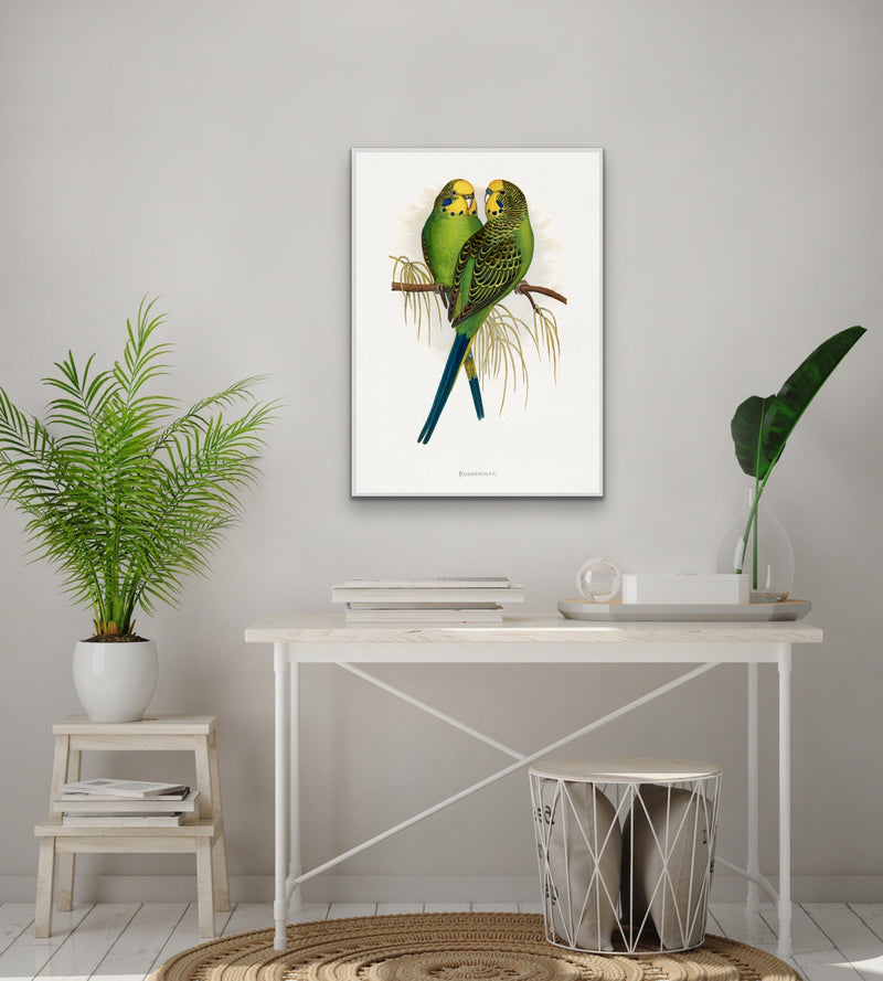 Budgerigar by Alexander Francis Lydon - Green Bird Art, Stretched Canvas, Wall Art Print I Heart Wall Art Australia