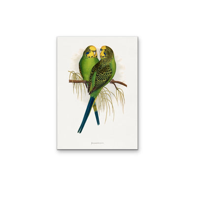 Budgerigar by Alexander Francis Lydon - Green Bird Art, Stretched Canvas, Wall Art Print I Heart Wall Art Australia