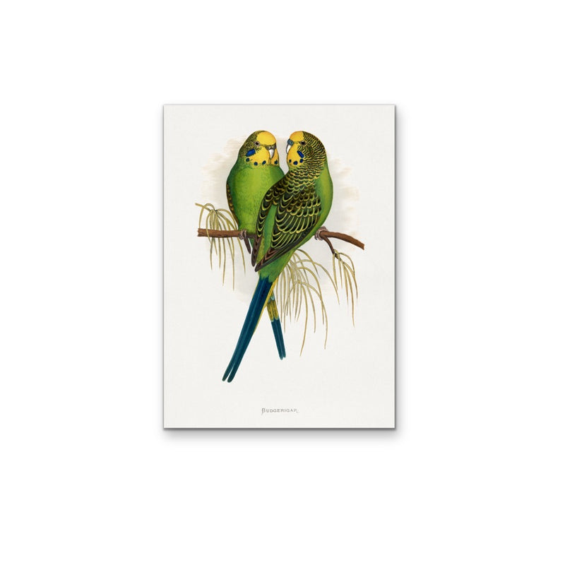 Budgerigar by Alexander Francis Lydon - Green Bird Art, Stretched Canvas, Wall Art Print I Heart Wall Art Australia