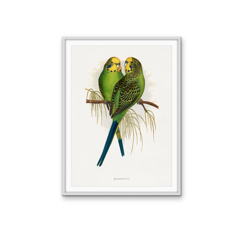Budgerigar by Alexander Francis Lydon - Green Bird Art, Stretched Canvas, Wall Art Print I Heart Wall Art Australia