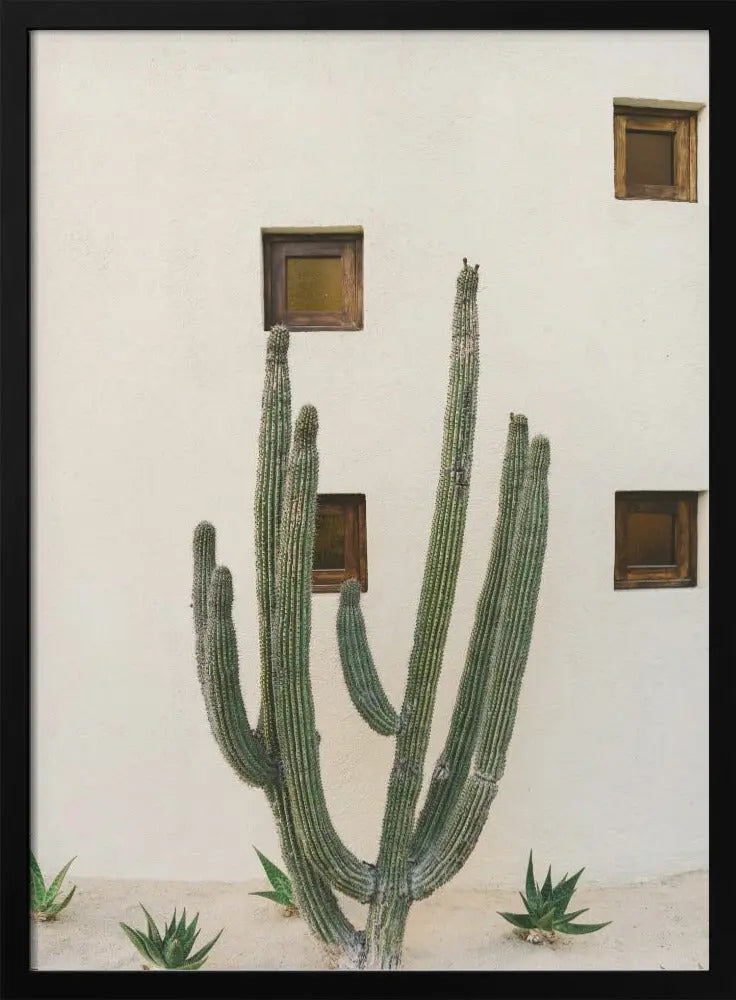 Cabo Cactus IX - Stretched Canvas, Poster or Fine Art Print I Heart Wall Art