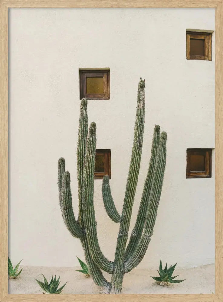 Cabo Cactus IX - Stretched Canvas, Poster or Fine Art Print I Heart Wall Art