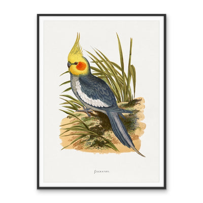 Cockatiel by Alexander Francis Lydon - Bird Art Print, Stretched Canvas, Poster, Wall Art Print I Heart Wall Art Australia