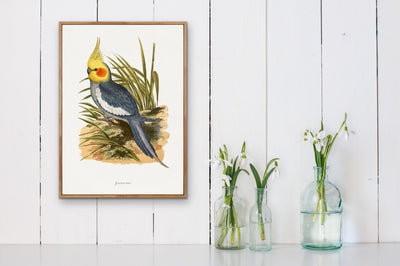 Cockatiel by Alexander Francis Lydon - Bird Art Print, Stretched Canvas, Poster, Wall Art Print I Heart Wall Art Australia