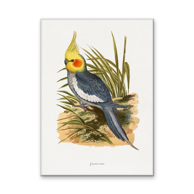 Cockatiel by Alexander Francis Lydon - Bird Art Print, Stretched Canvas, Poster, Wall Art Print I Heart Wall Art Australia