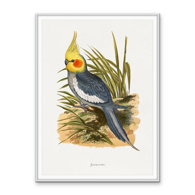 Cockatiel by Alexander Francis Lydon - Bird Art Print, Stretched Canvas, Poster, Wall Art Print I Heart Wall Art Australia