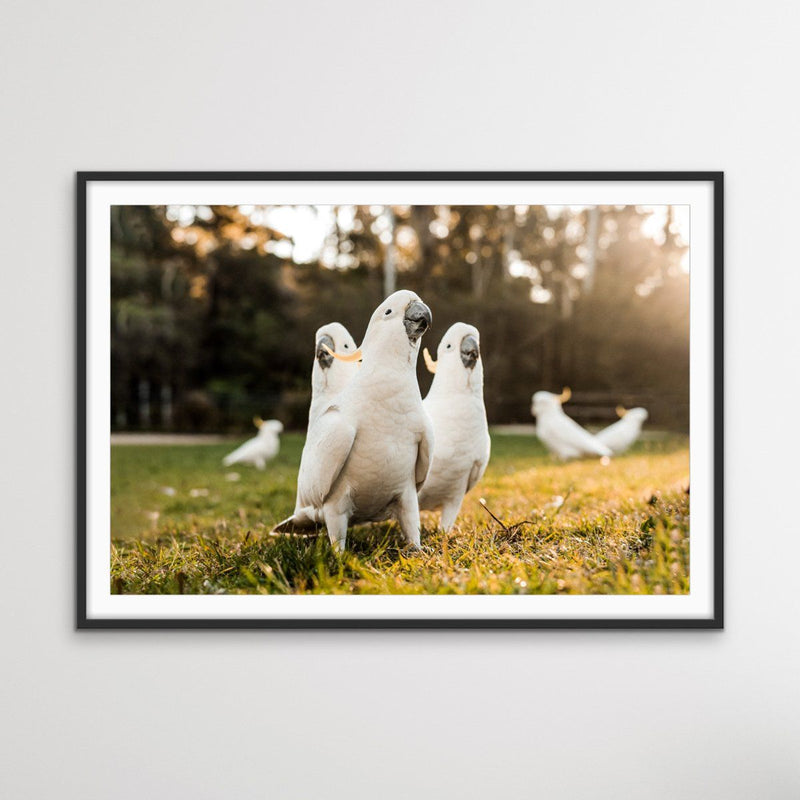 Cockatoo Gang - Australian Gang of Cockatoos Bird Photographic Art or Canvas Print - I Heart Wall Art