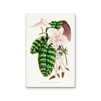 Green Phalaenopsis Schilleriana - Vintage Orchid Illustration, Stretched Canvas, Wall Art Print I Heart Wall Art Australia