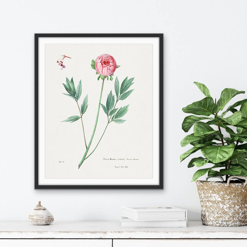 Moutan Peony - Vintage Botanical Floral Illustration I Heart Wall Art Australia