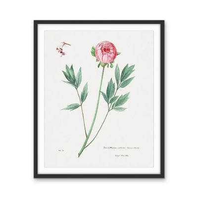 Moutan Peony - Vintage Botanical Floral Illustration I Heart Wall Art Australia