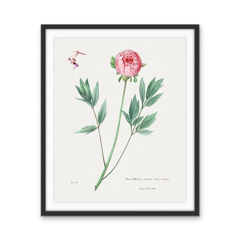 Moutan Peony - Vintage Botanical Floral Illustration I Heart Wall Art Australia