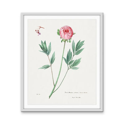 Moutan Peony - Vintage Botanical Floral Illustration I Heart Wall Art Australia