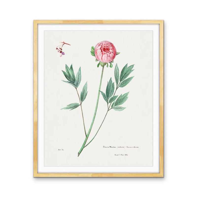 Moutan Peony - Vintage Botanical Floral Illustration I Heart Wall Art Australia