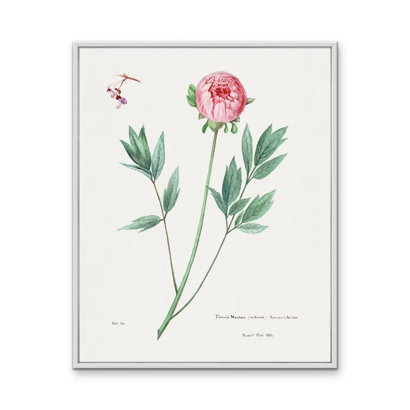 Moutan Peony - Vintage Botanical Floral Illustration I Heart Wall Art Australia