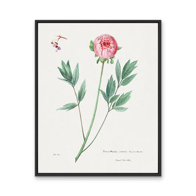 Moutan Peony - Vintage Botanical Floral Illustration I Heart Wall Art Australia