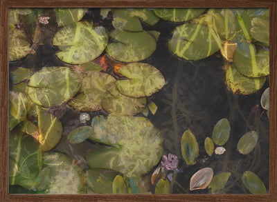 Pond plants - Stretched Canvas, Poster or Fine Art Print I Heart Wall Art