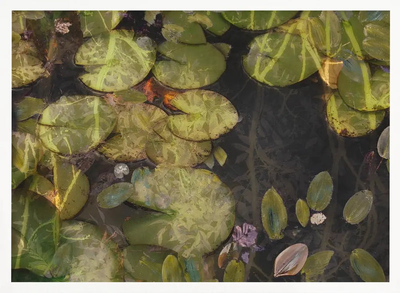 Pond plants - Stretched Canvas, Poster or Fine Art Print I Heart Wall Art