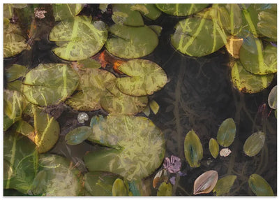 Pond plants - Stretched Canvas, Poster or Fine Art Print I Heart Wall Art