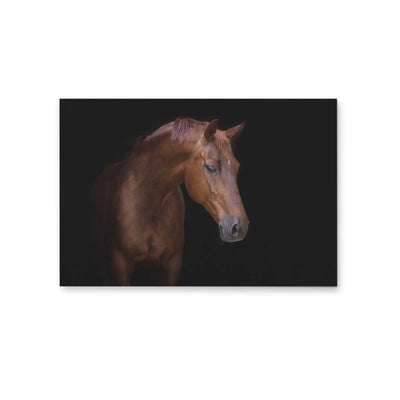 Portrait of a Stallion - Stretched Canvas, Poster or Fine Art Print (Copy) I Heart Wall Art