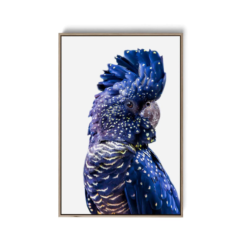 Single Black Cockatoo - Black Cockatoo Wall Art Print  Stretched Canvas Wall Art - I Heart Wall Art