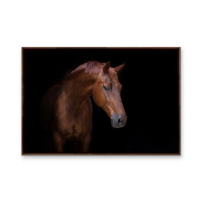 Stallion - Horse Against Black Stretched Canvas Print or Framed Fine Art Print I Heart Wall Art Australia