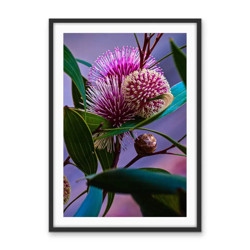 Sweet Blossom - Purple Australian Hakea Native Floral Photographic Print As Canvas or Art Print