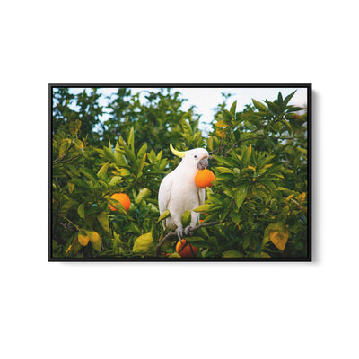 The Cockatoo in the Oranges - Australian Landscape Artwork (Copy) I Heart Wall Art Australia