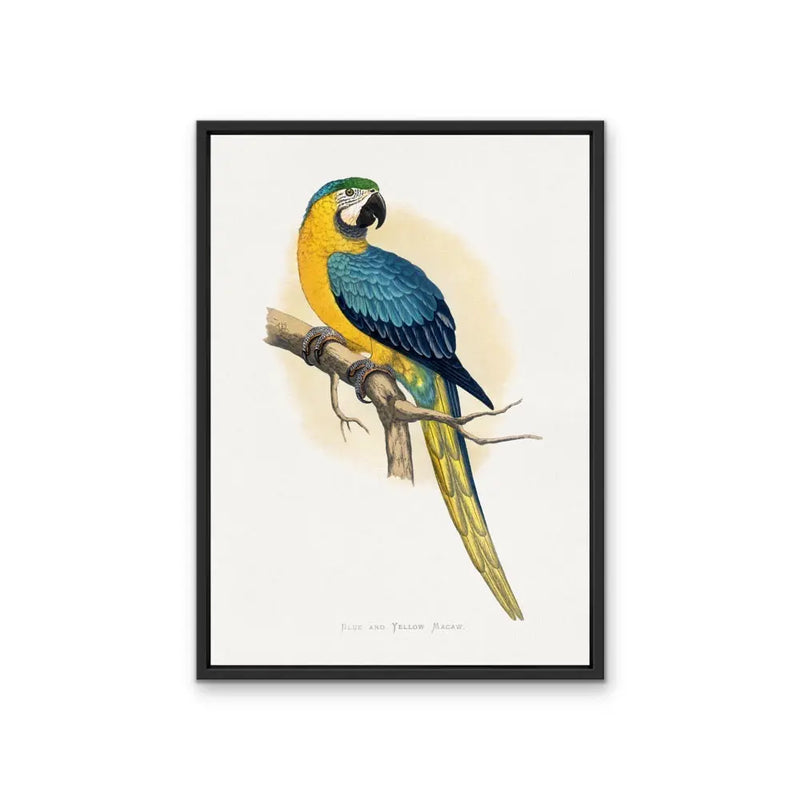 Vintage Blue and Yellow Macaw by Aexander Frances Lydon Print I Heart Wall Art Australia