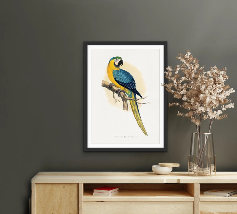 Vintage Blue and Yellow Macaw by Aexander Frances Lydon Print I Heart Wall Art Australia