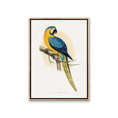 Vintage Blue and Yellow Macaw by Aexander Frances Lydon Print I Heart Wall Art Australia