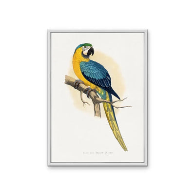 Vintage Blue and Yellow Macaw by Aexander Frances Lydon Print I Heart Wall Art Australia