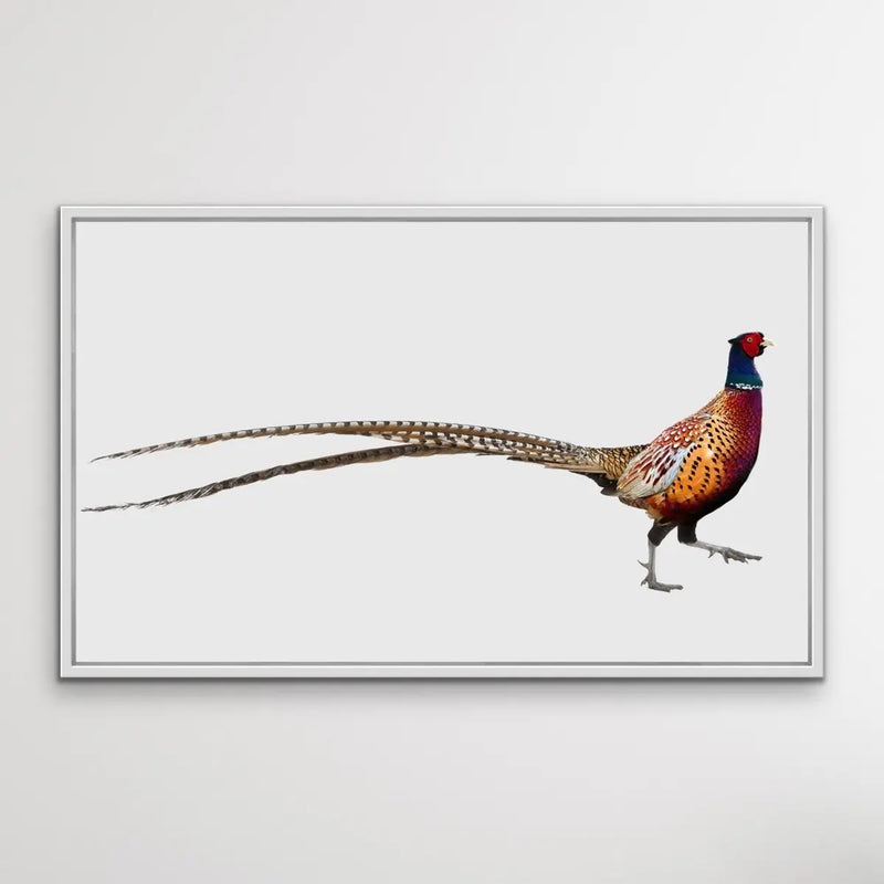 Wandering Pheasant - Framed Canvas Print Wall Art Print