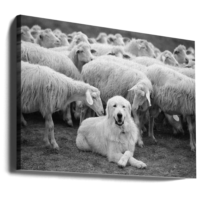 The Boss - Stretched Canvas, Poster or Fine Art Print I Heart Wall Art