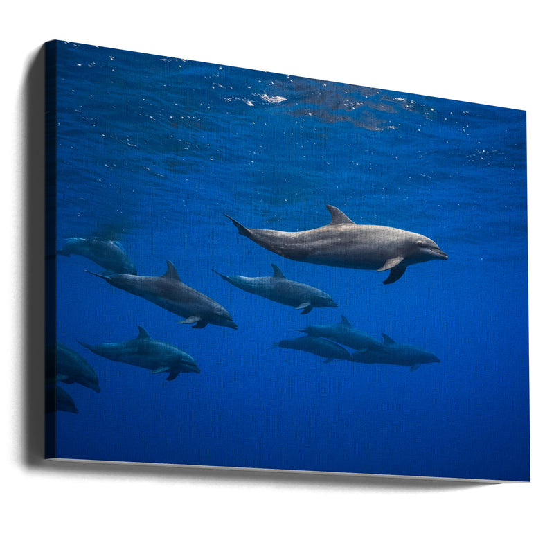 Dolphins - Stretched Canvas, Poster or Fine Art Print I Heart Wall Art