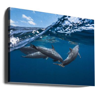 Dolphins - Stretched Canvas, Poster or Fine Art Print I Heart Wall Art