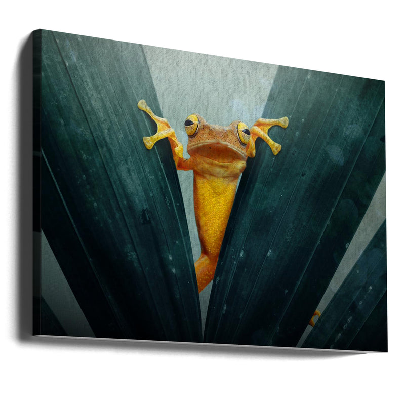 Gold Frog - Stretched Canvas, Poster or Fine Art Print I Heart Wall Art