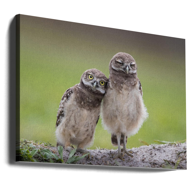 Friends - Stretched Canvas, Poster or Fine Art Print I Heart Wall Art