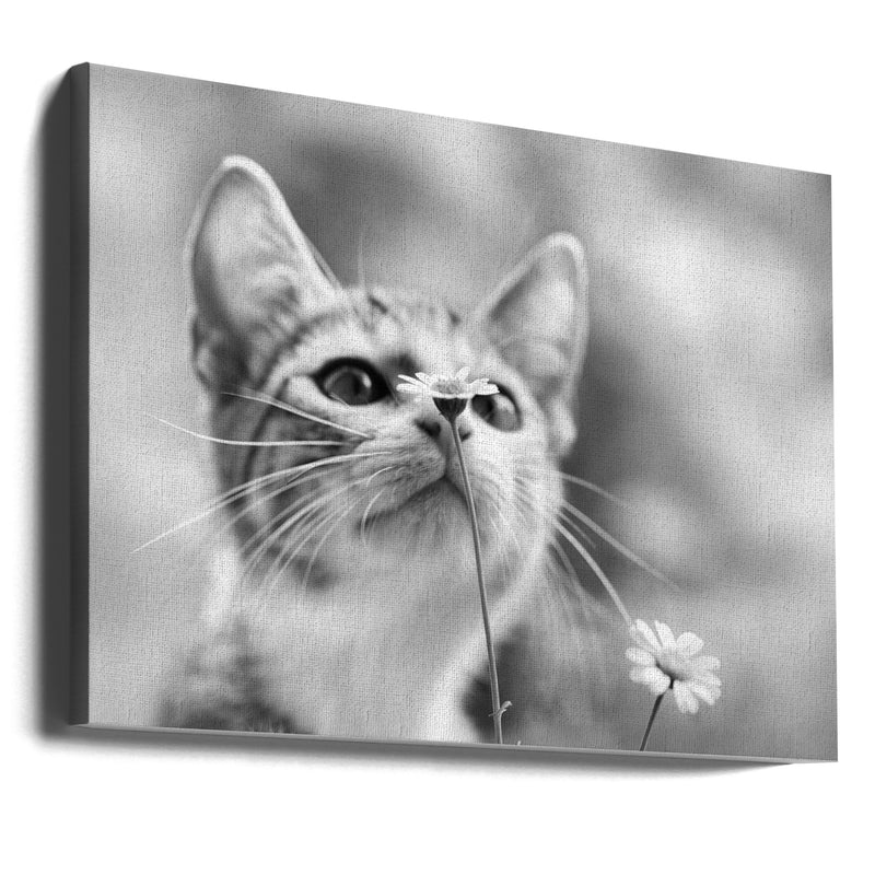 Curious - Stretched Canvas, Poster or Fine Art Print I Heart Wall Art