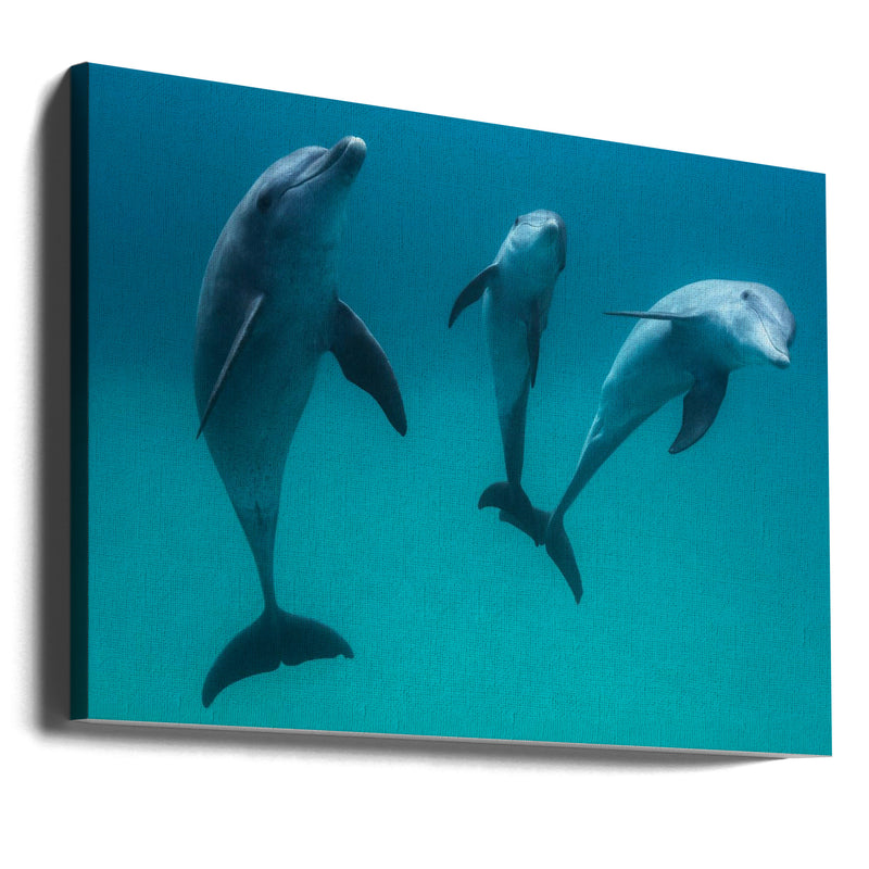 Bottlenose dolphins - Stretched Canvas, Poster or Fine Art Print I Heart Wall Art