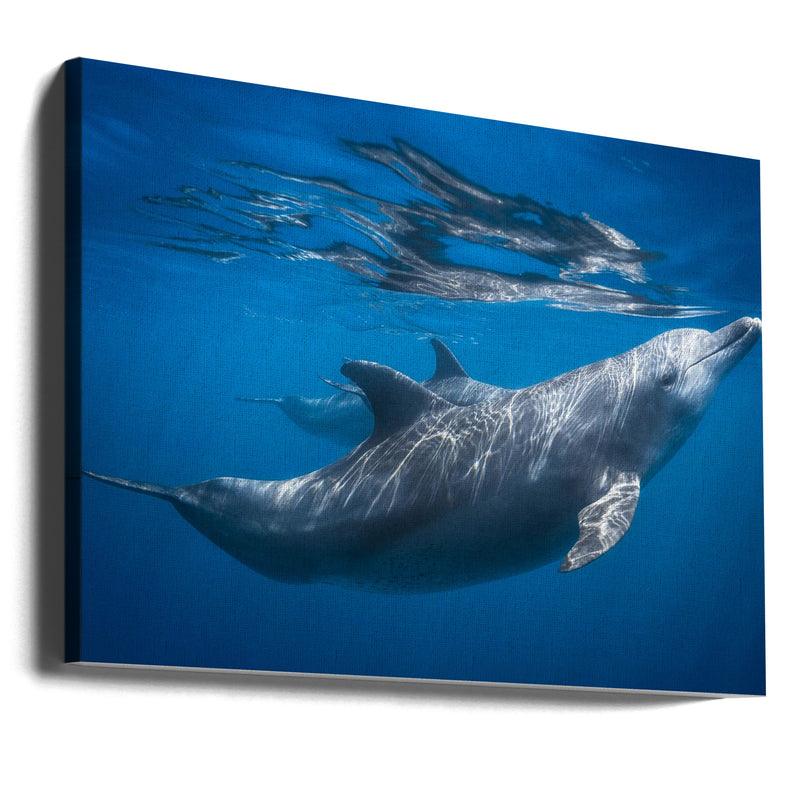 Dolphin at the surface - Stretched Canvas, Poster or Fine Art Print I Heart Wall Art