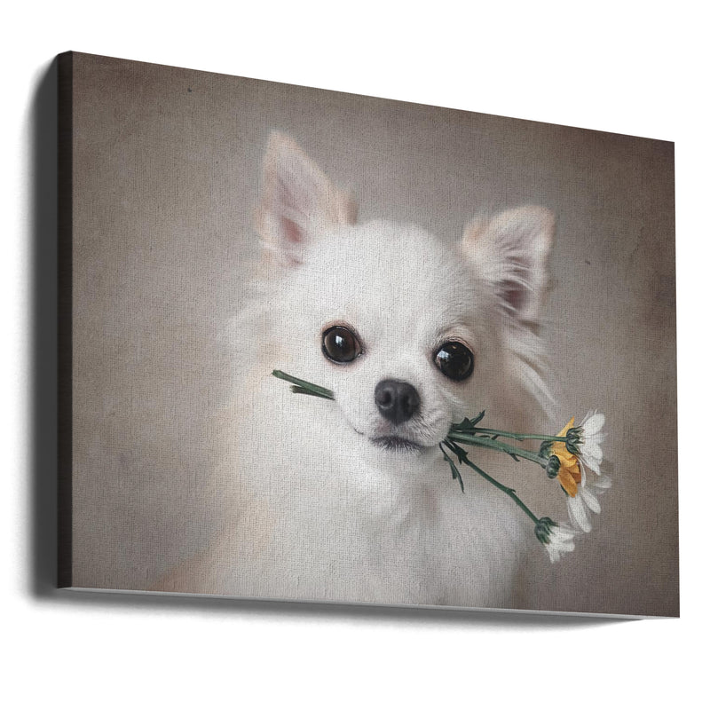 Chihuahua with flowers - Stretched Canvas, Poster or Fine Art Print I Heart Wall Art